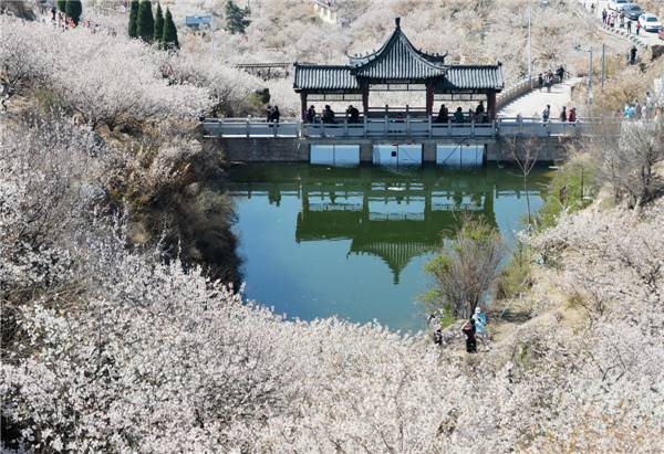 開往春天的地鐵 櫻桃花盛開，北宅大嶗櫻桃谷風(fēng)景正美（組圖）